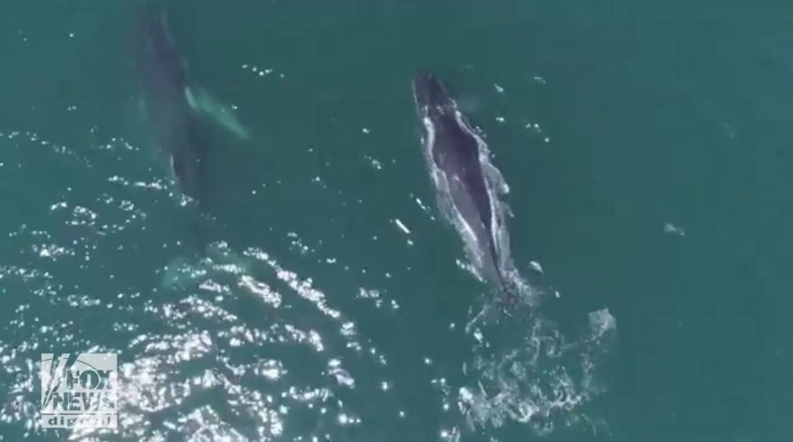 Humpback whales use bay areas for spa day: See the video!