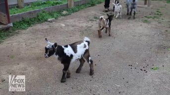 WATCH: Baby dwarf goats in Nashville