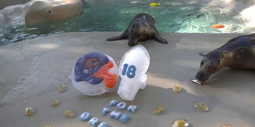 Zoo animals enjoy football-themed treats to celebrate the NFL season