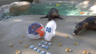 Zoo animals enjoy football-themed treats to celebrate the NFL season - Fox News