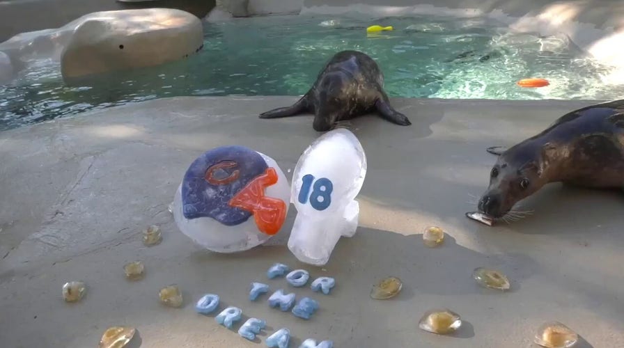 Zoo animals enjoy football-themed treats to celebrate the NFL season
