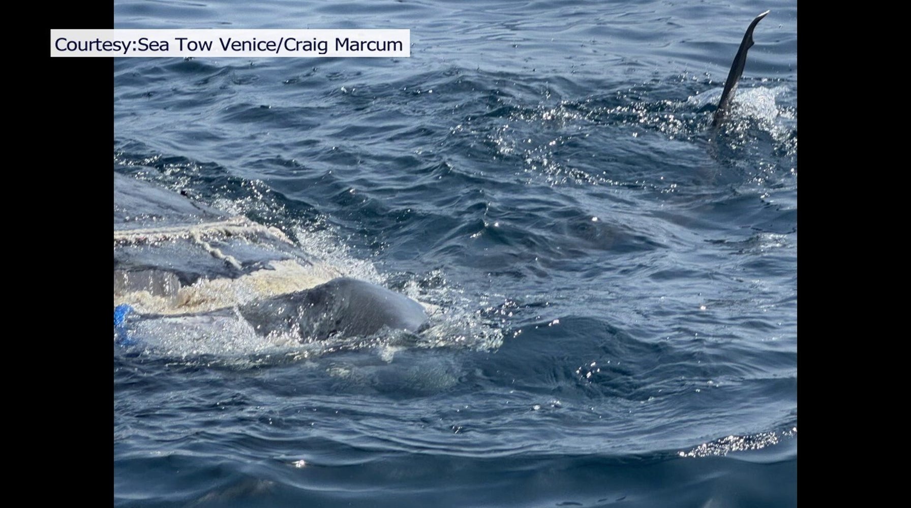 Massive 12-Foot Tiger Shark Reeled In by Florida Fisherman