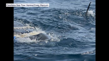 Sharks feast on whale carcass in Florida after it's towed out to sea