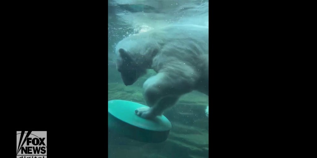 Polar bear shows off surfing skills at Memphis Zoo