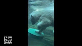Polar bear shows off surfing skills at Memphis Zoo - Fox News