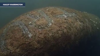 Manatee with 'Trump' scrawled on its back sparks outrage from wildlife experts