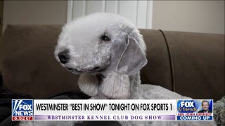 Janice Dean’s Bedlington Terrier gets glammed up at Westminster dog show - Fox News