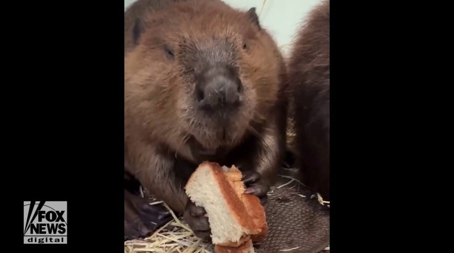 Beaver chows down on peanut butter sandwich at local zoo