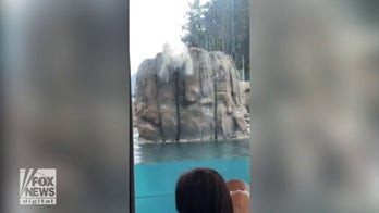 Big splash! Kids cheer on large polar bear as it jumps into pool at local zoo