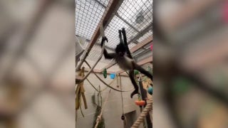 Adorable spider monkey rescued from drug bust settles into new life at Oakland Zoo