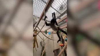 Adorable spider monkey rescued from drug bust settles into new life at Oakland Zoo