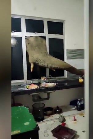 SEE IT: Elephant SMASHES kitchen window