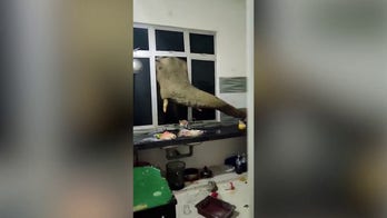 Shocking video: Elephant smashes through kitchen windows looking for food