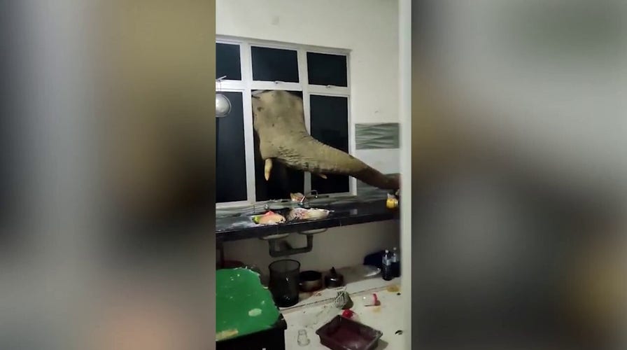 Shocking video: Elephant smashes through kitchen windows looking for food