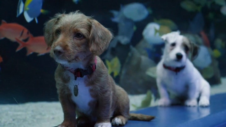 Adorable puppies visit the Georgia Aquarium during coronavirus closure