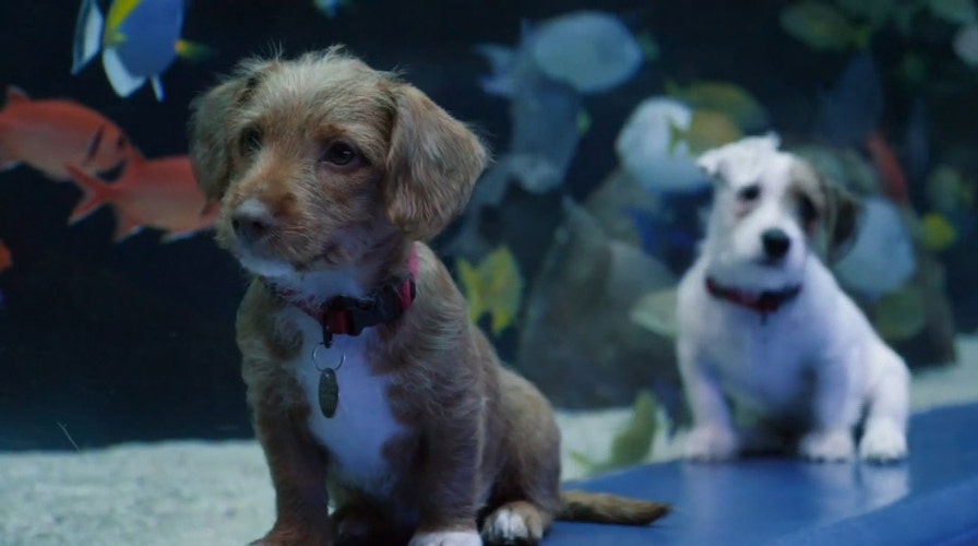 Adorable puppies visit the Georgia Aquarium during coronavirus closure