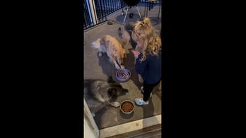Three-year-old feeds family dogs by making them 'say grace' before eating