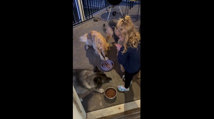 Three-year-old feeds family dogs by making them 'say grace' before eating
