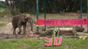 Osh the Elephant turns 30 at the Oakland Zoo