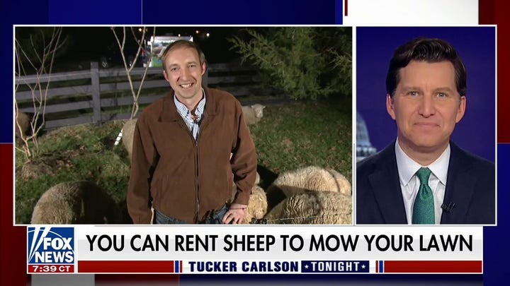Will Cain: This company lets you hire lamb mowers instead of lawn mowers
