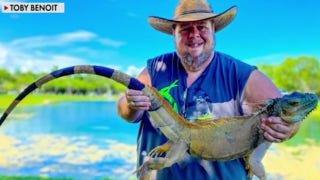 Iguana hunter says the invasive reptilian species is 'out of control' in Florida - Fox News