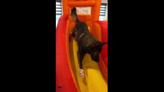 Dogs have a blast: Watch as 3 German Shepherds enjoy their bouncy house - Fox News