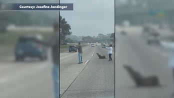 Good Samaritans help wayward sea lion that wandered onto San Diego freeway: 'Odd situations'