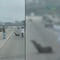 Good Samaritans help wayward sea lion that wandered onto San Diego freeway: &apos;Odd situations&apos;