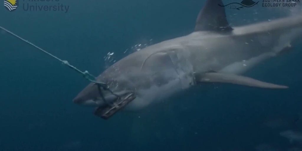 Researchers test new shark-bite resistant wetsuits
