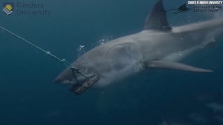 Researchers test new shark-bite resistant wetsuits