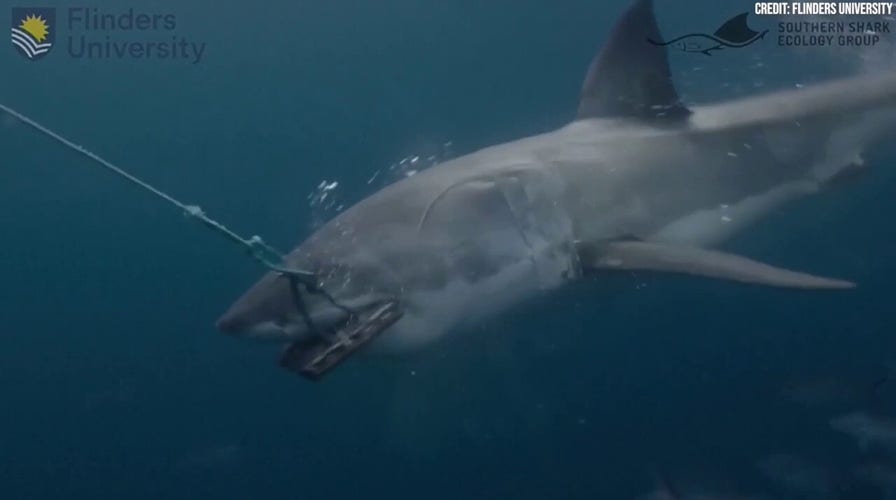 Researchers test new shark-bite resistant wetsuits