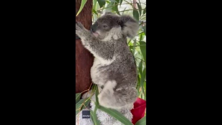 Koala caught scratching some itches in adorable video