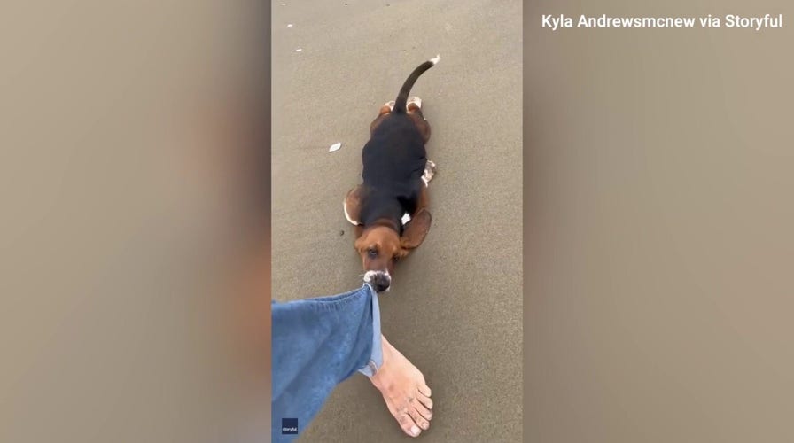 Basset hound finds clever way to get ride home on the beach — see this cute video! 