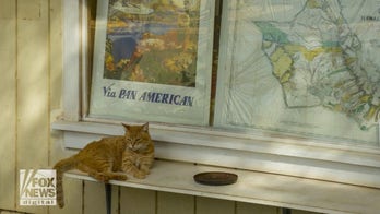 Hawaii's stray cats: Why visitors should leave them alone