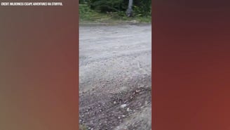 Bear repeatedly charges at woman walking dog in nail-biting video
