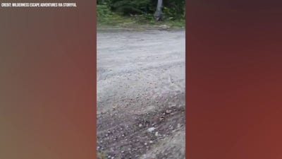 Bear repeatedly charges at woman walking dog in nail-biting video