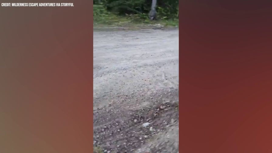 Bear repeatedly charges at woman walking dog in nail-biting video