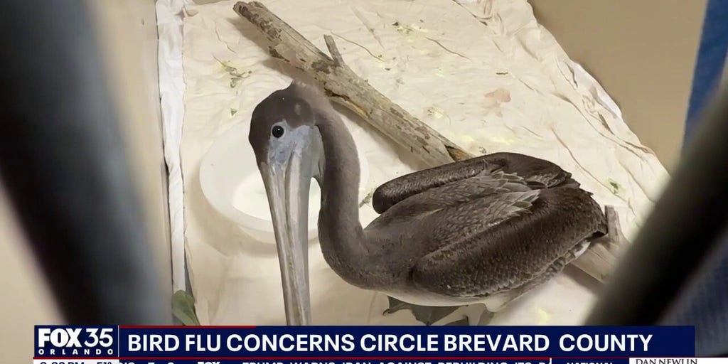 Dead birds turning up on Florida beaches sparks fresh warnings about avian flu