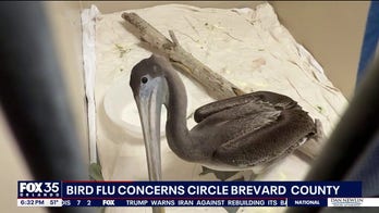 Dead birds turning up on Florida beaches sparks fresh warnings about avian flu