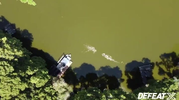 Florida swimmer fights off alligator in Lake Thonotosassa