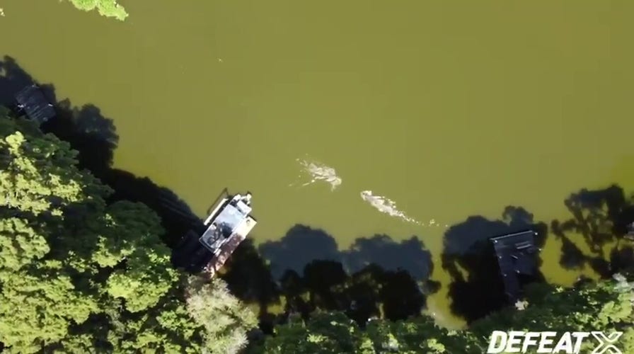 Florida swimmer fights off alligator in Lake Thonotosassa