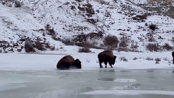 WATCH: Buffalo ice-skates across pond