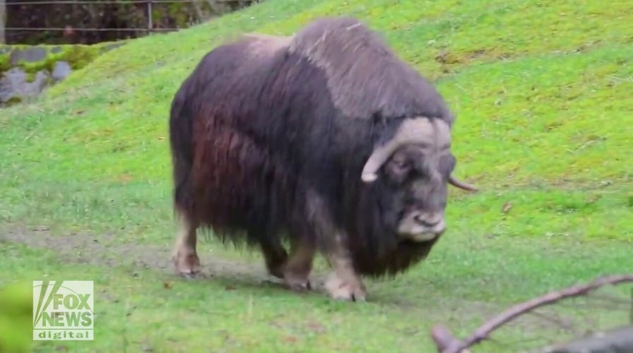 Muskoxen enjoy sweet treats at Washington zoo
