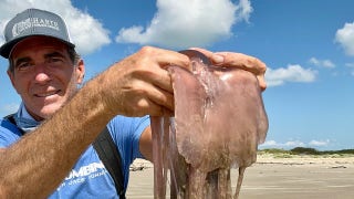 Rare 'pink meanie' jellyfish invade Texas beaches in unprecedented numbers