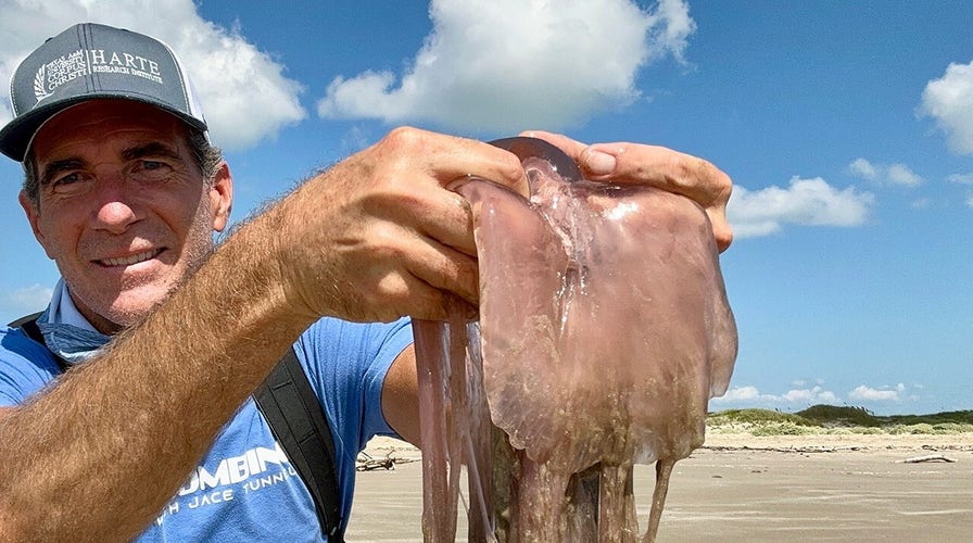 Stinging pink meanie jellyfish spotted washing ashore along Texas