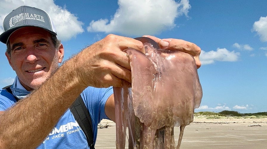 Rare 'pink meanie' jellyfish invade Texas beaches in unprecedented numbers