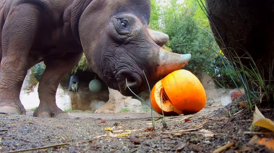 Hungry rhinos eat Halloween pumpkins at local zoo