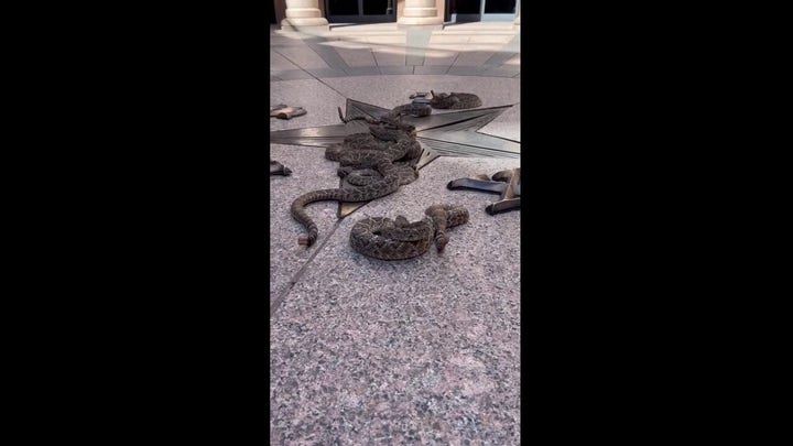 Texas state capitol fills with slithering rattlesnakes for Sweetwater Jaycees promotion