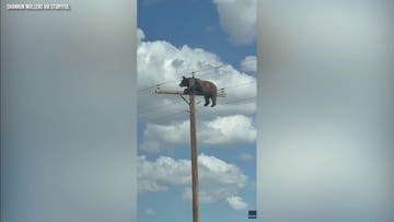 Bear caught on camera stuck atop New Mexico utility pole