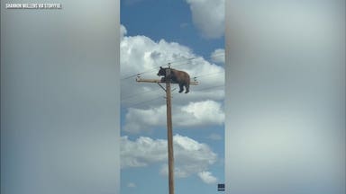 Bear caught on camera stuck atop New Mexico utility pole